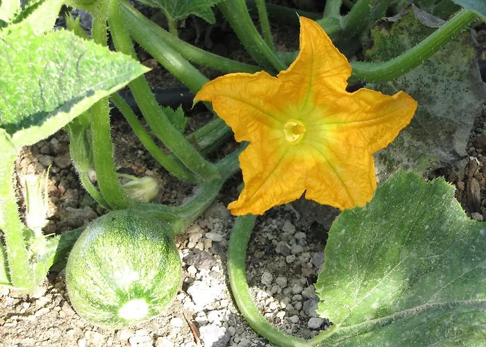 Perissa מלון Agios Georgios (Santorini)