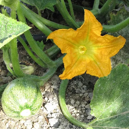 佩里萨酒店 酒店 Agios Georgios (Santorini)