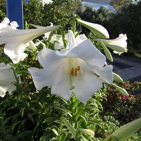 佩里萨酒店 2* Agios Georgios (Santorini)