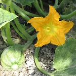 Perissa Hotell Agios Georgios (Santorini)