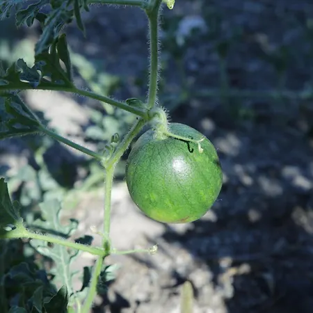 Perissa Agios Georgios (Santorini)