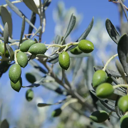 מלון Perissa